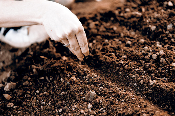 kadın el tohum Ekim - Fotoğraf, Görsel