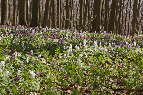 Wald mit Corydalisblüte im Frühling, Bad Iburg, Niedersachsen, Deutschland - Foto, Bild