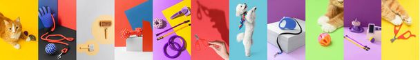 Collage with different pet accessories on color background - 写真・画像