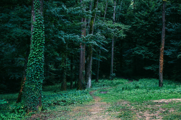 Зеленый лес с лиственными деревьями - Фото, изображение