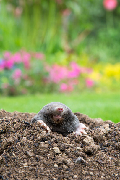 European mole (Talpa europaea) destroying lawn with its mole hills and underground tunnels - Photo, Image