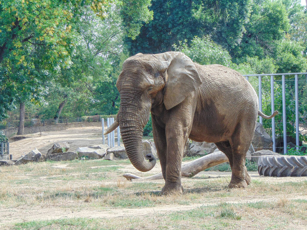 Ένας μεγάλος αφρικανικός ελέφαντας στο ζωολογικό κήπο. Ελέφαντας το καλοκαίρι - Φωτογραφία, εικόνα