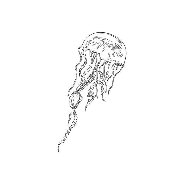 Hand drawn monochrome jellyfish sketch style, vector illustration isolated on white background. Marine mammal, underwater wildlife, black outline decorative design element - Vecteur, image