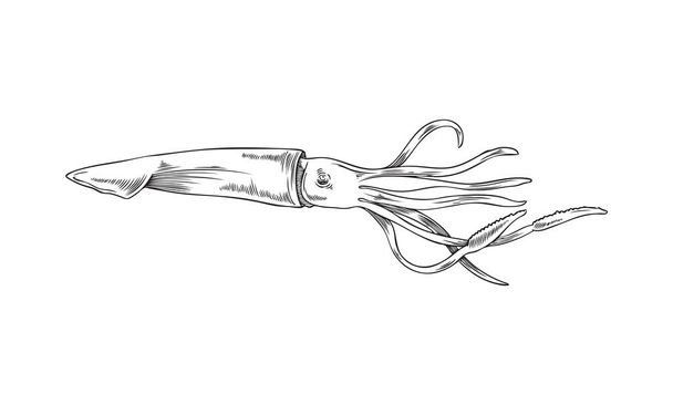 Kalmari tai mustekala syövytetty tai kaiverrettu käsin piirretty tyyli vektori kuva eristetty valkoisella pohjalla. Meri-mustekalan nilviäisten mustavalkoinen grafiikka. - Vektori, kuva