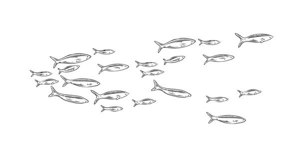 Hand drawn marine school of fish sketch style, vector illustration isolated on white background. Underwater world, engraved linear fishes for design and print - Vector, Image