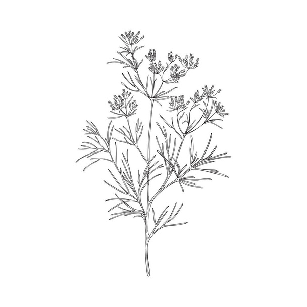Cumin branch botanically detailed black and white vector illustration isolated on white background. Cumin or caraway that produces seeds for food spices and medicines. - Διάνυσμα, εικόνα
