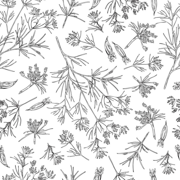 Cumin or caraway plant seamless pattern hand drawn sketch vector illustration. Vintage retro style background design with cumin spice seeds and branches. - Vector, Image