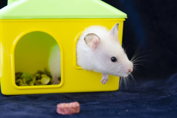 Hamster white pet favorite of children - Foto, immagini