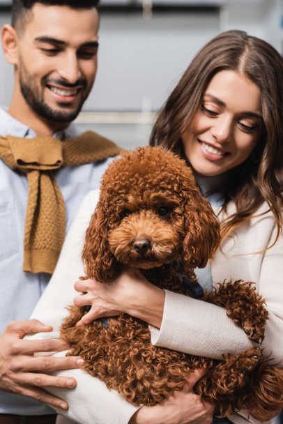 Smiling woman and muslim man holding poodle in pet shop  - Φωτογραφία, εικόνα