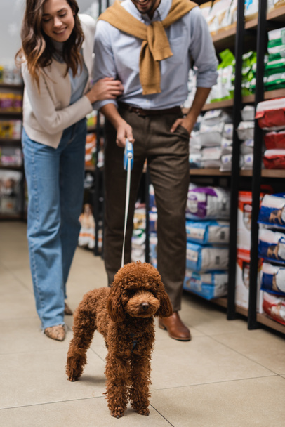 Poodle on leash near blurred couple in pet shop - Foto, afbeelding