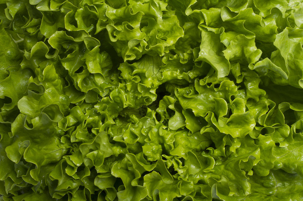 Green lettuce - Фото, зображення