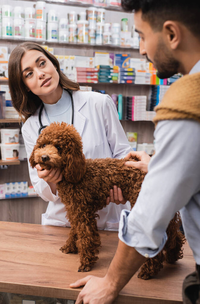 Veterinarian in white coat talking on blurred muslim man near poodle in pet shop  - 写真・画像