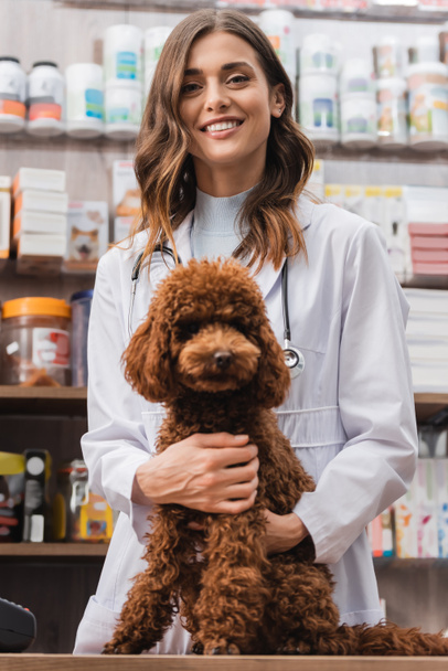 Smiling veterinarian looking at camera near poodle in pet shop - Foto, afbeelding