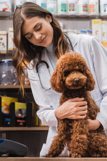Smiling veterinarian in white coat looking at poodle in pet shop  - Photo, Image