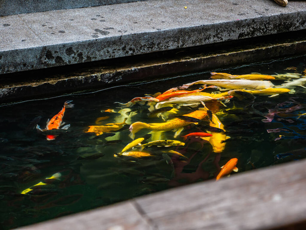 Koi fish in the water pond at San Chao pu ya Shrine foundation at Udon Thani City Thailand. - Fotó, kép