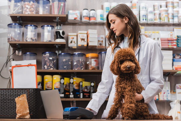 Side view of veterinarian using laptop near poodle in pet shop - Photo, image