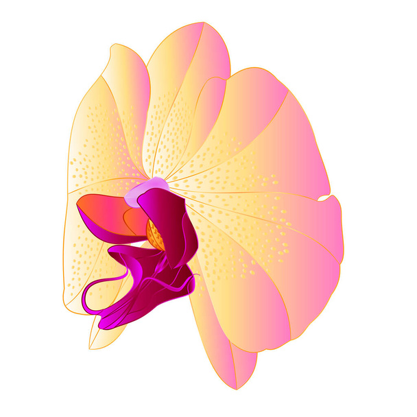 Орхидея Phalaenopsis цветок желтого цвета натуральный цветок четырнадцать на белом фоне акварель винтажный вектор редактируемый рисунок руки - Вектор,изображение
