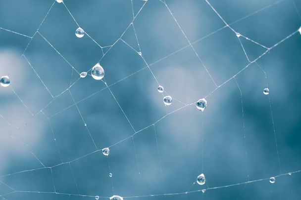             капли на паутину в дождливые дни                     - Фото, изображение