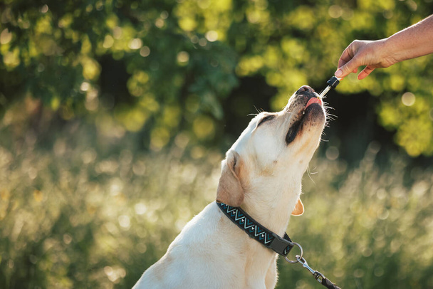Dog with a collar and a leash licking a pipette with CBD oil held out by a female hand - Photo, image