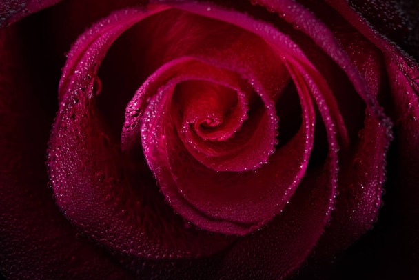Rosenfarbene Rosenknospe im Wasser mit riesigen Wassertropfen. - Foto, Bild