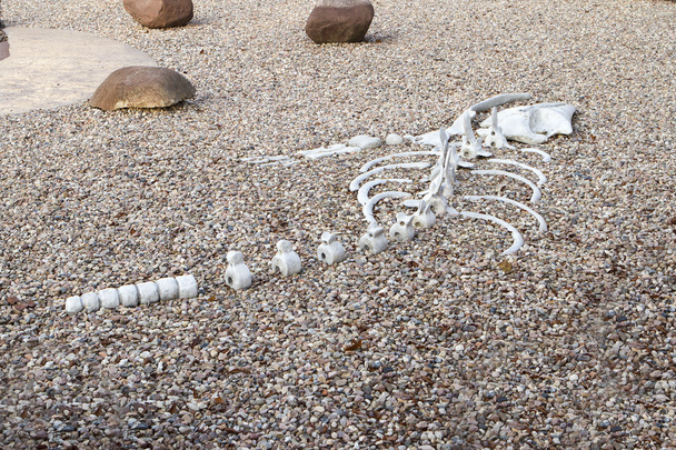 squelette plat de dinosaure
 - Photo, image