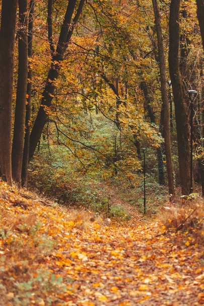 autumn forest view copy space - 写真・画像
