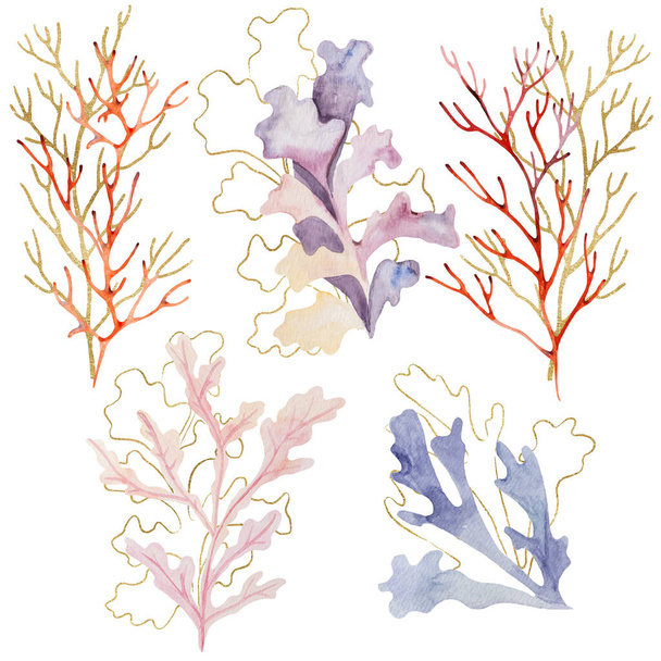 Watercolor and golden seaweeds and corals, isolated. Underwater Illustration for greeting cards, summer sea beach wedding invitations, crafting, printing - 写真・画像