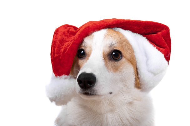 Isolated dog in Santa Claus hat on white background - Photo, Image