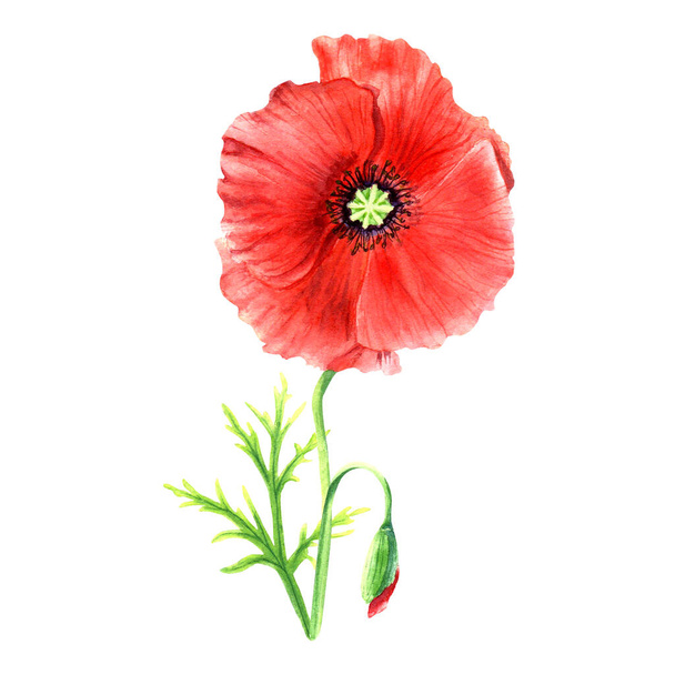 Poppy flower hand drawn watercolor illustrations isolated on white background. For greeting card, invitation, clip art. - Fotografie, Obrázek