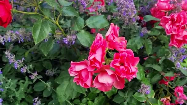 Κοντινό πλάνο ενός όμορφου κόκκινου τριαντάφυλλου κήπου - Πλάνα, βίντεο