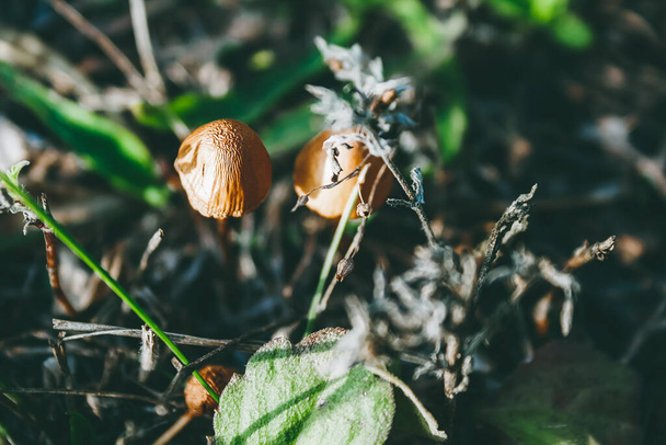Красивые оранжевые грибы среди сушеных ветвей, листва, кошенная трава в мистическом осеннем туманном лесу. Селективный фокус - Фото, изображение