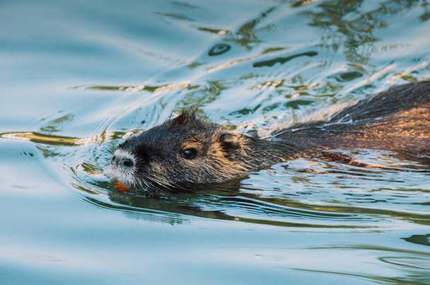 Nutria swimming in the river. City river with nutrias - 写真・画像