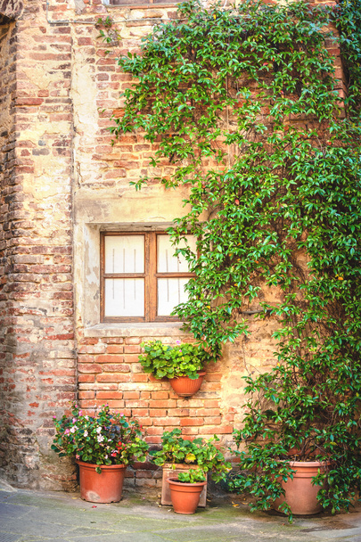 venster met plant - Foto, afbeelding