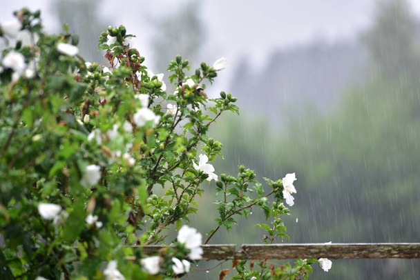 Heavy rain in a garden - Photo, Image