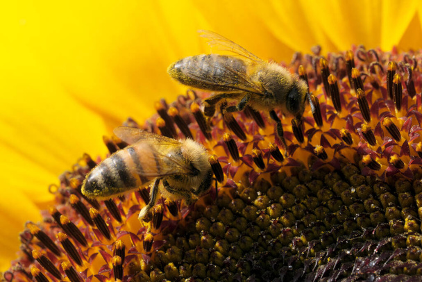 Пчелы собирают нектар и пыльцу на цветущем подсолнухе в солнечный летний день крупным планом - Фото, изображение