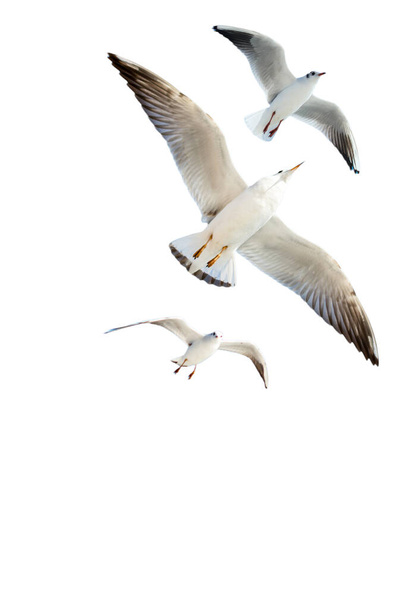 Ізольована чайка на білому тлі
 - Фото, зображення