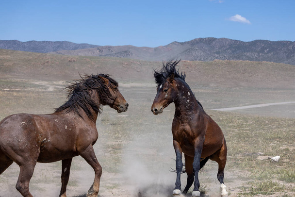 a pair of wild horse stallions fighting in spring in the Utah desert - Photo, Image