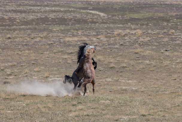 une paire d'étalons de chevaux sauvages combattant au printemps dans le désert de l'Utah - Photo, image