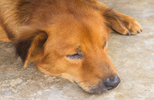cama cão preguiçoso
 - Foto, Imagem