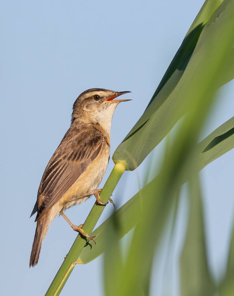 Sedge warbler, Acrocephalus schoenobaenus. A bird sings while sitting on a leaf of a plant on the bank of a river. - Foto, Bild