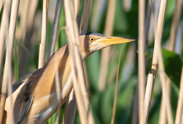 Little bittern, Ixobrychus minutus. A bird sits in a thicket of reeds on a river bank and waits for prey. - Photo, Image