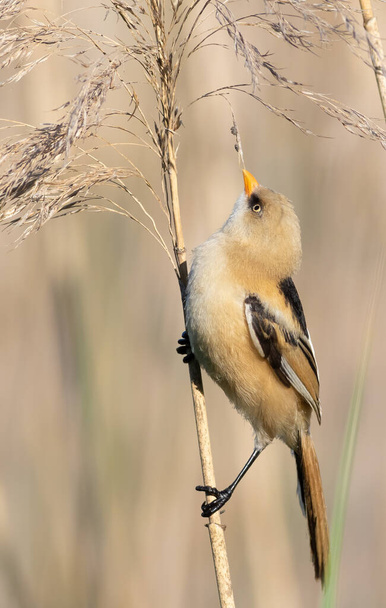 Bearded reedling, Panurus biarmicus. A young male sits on a reed stalk on the river bank. - Foto, afbeelding