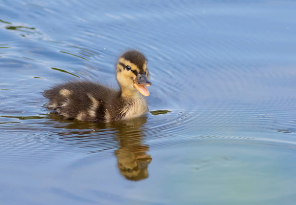 Mallard, Anas platyrhynchos. A mallard chick floats down a river. - Fotoğraf, Görsel