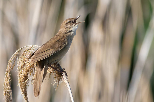 Savi's warbler, Locustella luscinioides. The male bird sings while sitting on top of a reed. - Zdjęcie, obraz