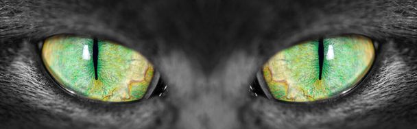 Panorama image of grey british long hair cats green eyes with narrow pupils staring straight to camera - Photo, image
