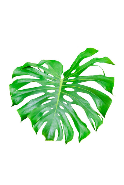 Green Leaf Monstera On White Background, Real Tropical Jungle Foliage Plants. - Photo, Image