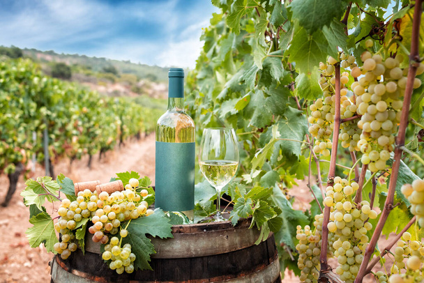 Μπουκάλι και κύπελλο του Vermentino κρασί πάνω από το βαρέλι μεταξύ των σειρών ενός αμπελώνα. Τρόφιμα, ποτά. - Φωτογραφία, εικόνα