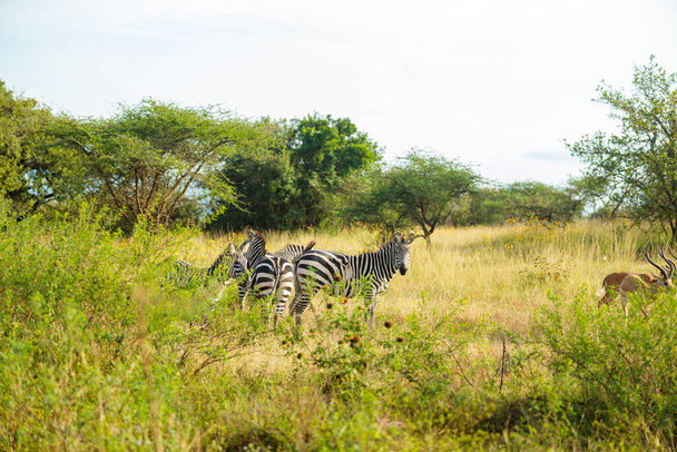 Plains zebras in natural habitat, South Africa - Foto, imagen