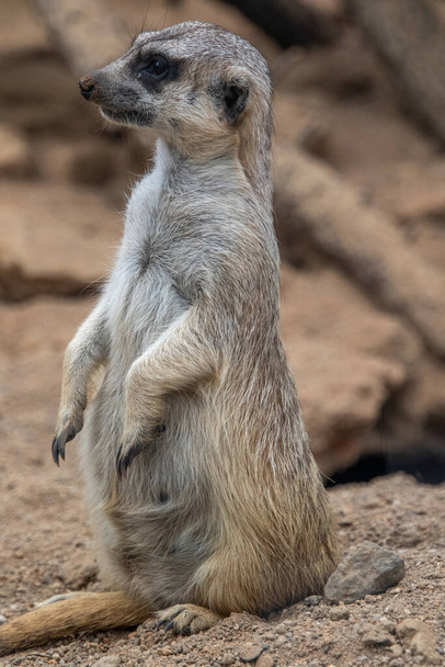 The meerkat stands on its hind legs. The meerkat sitting. Cute animal in nature. Small animal in the wild nature. Small mammal suricate suricata - 写真・画像