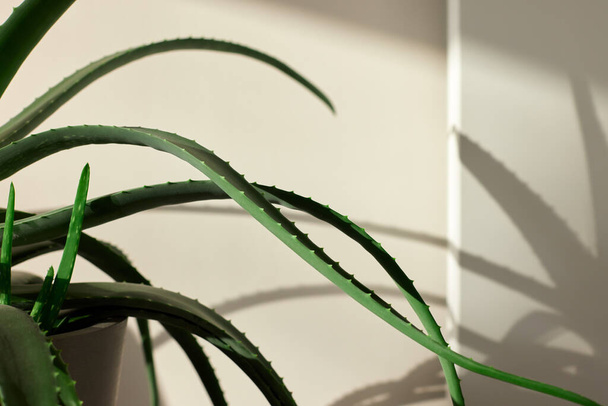 Рослина кактуса і тінь на стіні
 - Фото, зображення